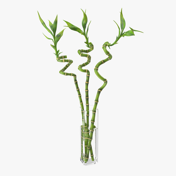 Bambus Decorativ n Ghiveci | LivrareFlori