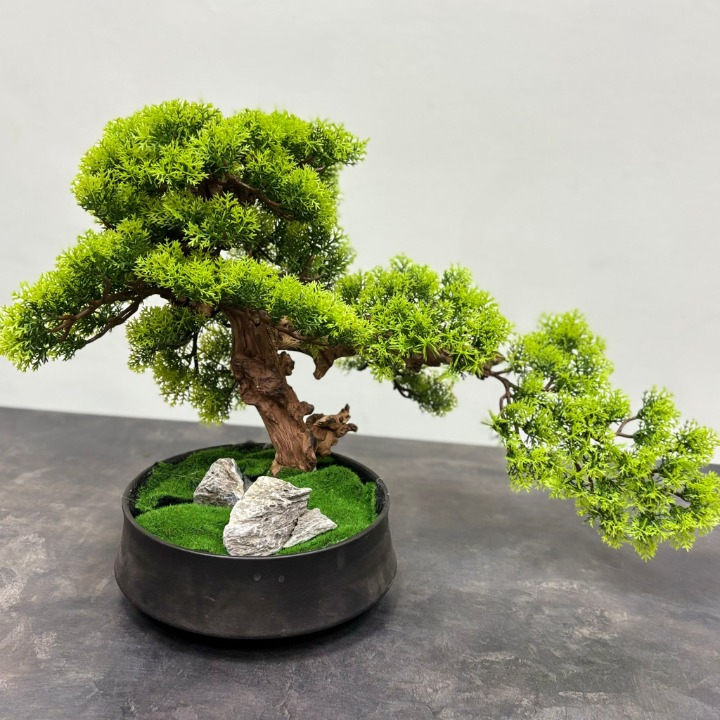 bonsai totoro Malabar Chestnut (Totoro)  Wingsing Garden