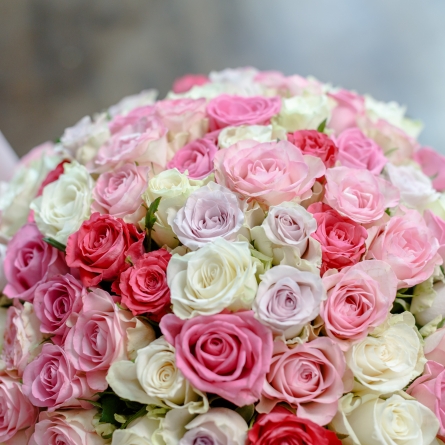 101 Roses Mix Rose 30-40 cm