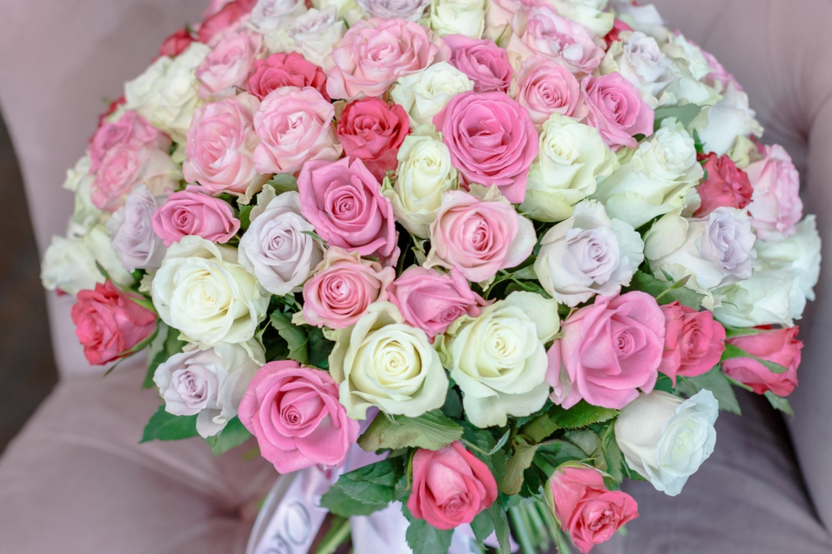 101 Roses Mix Rose 30-40 cm