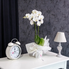 White Phalaenopsis Orchid alt vedere product