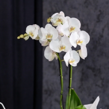 White Phalaenopsis Orchid alt vedere product 2