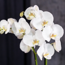 White Phalaenopsis Orchid alt vedere product 3