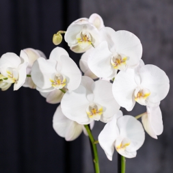 Белая орхидея в горшке с 2 ветками