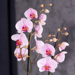 Розовая Орхидея в горшке с 2 ветками