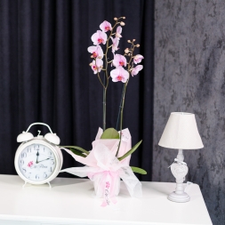 Розовая Орхидея в горшке с 2 ветками