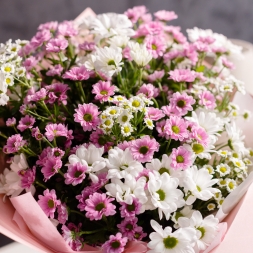 25 Бело-Розовых Хризантем