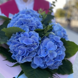 Bouquet of Blue Hydrangea