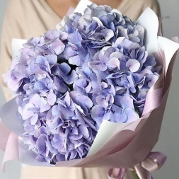 Bouquet of Lila Hydrangea