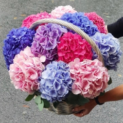 Mix of Multicolored Hydrangeas in Basket