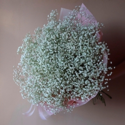 White Gypsophila in Pink Paper