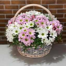 White and Pink Chrisantemum in Basket