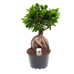 Bonsai Ghiveci / Bonsai Ficus Online | LivrareFlori