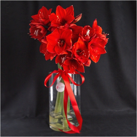 Bouquet of Amarilis