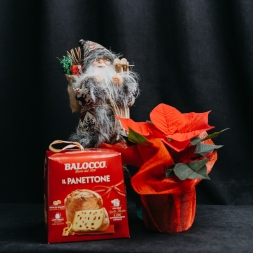 Set Mos Craciun, Poinsettia si Panettone