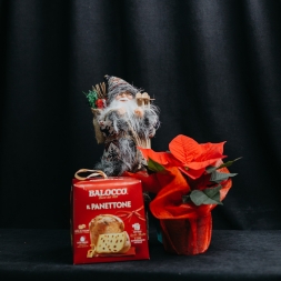 Set Mos Craciun, Poinsettia si Panettone