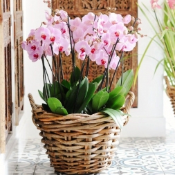 Arrangement of Pink Orchids in Basket - 6 pieces