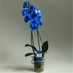 Blue Orchid in Pot