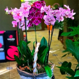 Arrangement of Orchids in Pot - 3 units