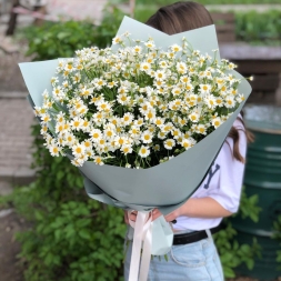 Bouquet of Chamomile in Green Paper