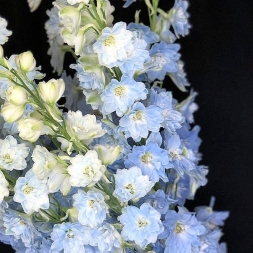 Delphinium Albastru (7 buc)