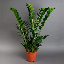 Zamioculcas 50 cm alt vedere product