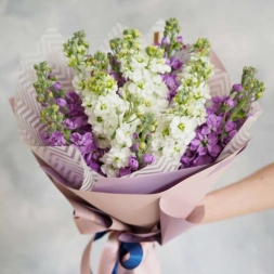 Bouquet of White-Purple Matthiola