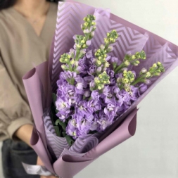 Bouquet of Purple Matthiola in Packaging (9 stems)