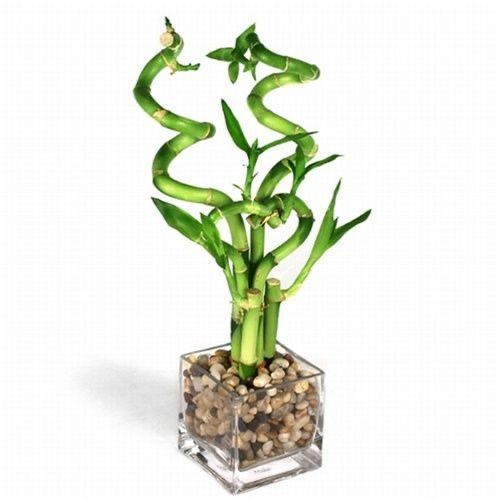 Arrangement of Bamboo