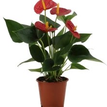 Big anthurium in pot alt vedere product