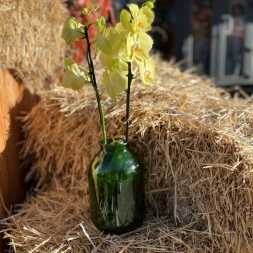 Yellow Orchid in Green Vase