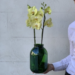 Yellow Orchid in Green Vase