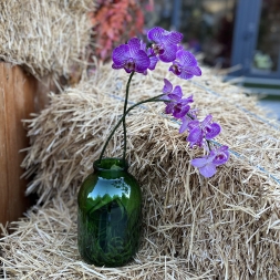 Pink Orchid in Green Vase