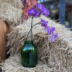 Pink Orchid in Green Vase