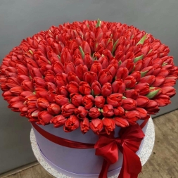 White box with 301 Red Tulips