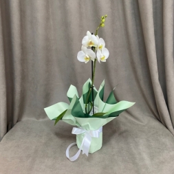Орхидея Фаленопсис белая с 1 стеблем