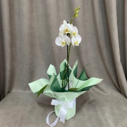 Орхидея Фаленопсис белая с 1 стеблем
