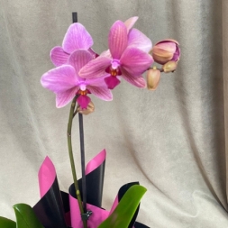 Розовая орхидея Фаленопсис с 1 стеблем