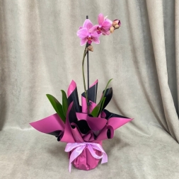 Розовая орхидея Фаленопсис с 1 стеблем