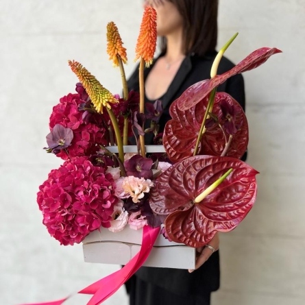 anthurium clarinervium kaufen Anthurium clarinervium S (Topf 11cm)  Ecuagenera Europe GmbH