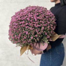 Large Pink Chrysanthemum in a Pot