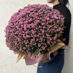 Large Pink Chrysanthemum in a Pot