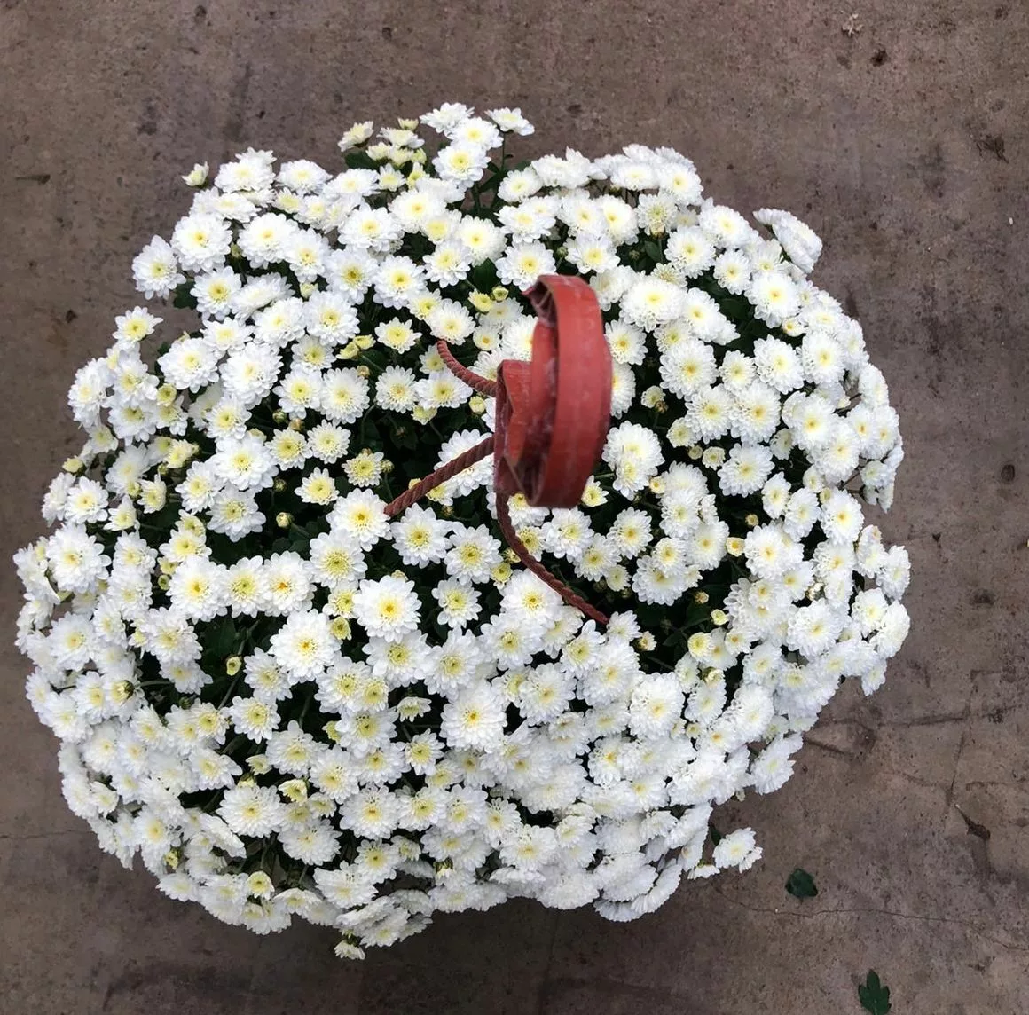 Large White Chrysanthemum in Pot