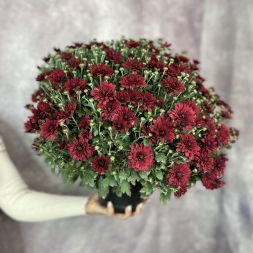 Medium Bordeaux chrysanthemum in pot