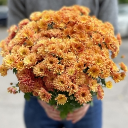 Medium Orange Chrysanthemum in Pot