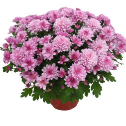 Medium Pink Chrysanthemum in a Pot