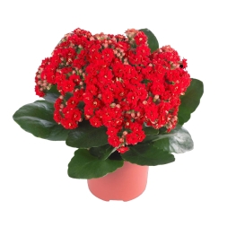 Red Kalanchoe in Pot
