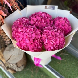 Bouquet of Intense Pink Hydrangeas