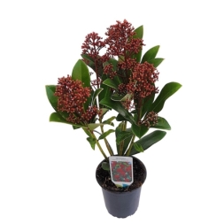 Skimmia