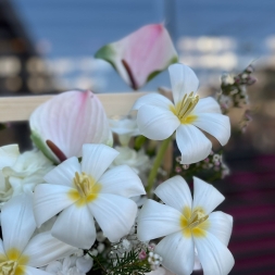 Trandafiri, Anthurium si Lalele in Ladita